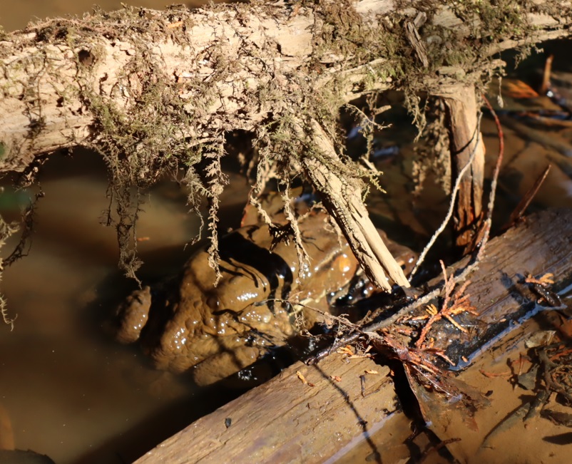 里山Y 一の沢 上の池から下の池に通じる小さな流れ 泥ダンゴ状に戯れるアズマヒキガエルのペア_2022年3月24日15時50分頃_気温14度